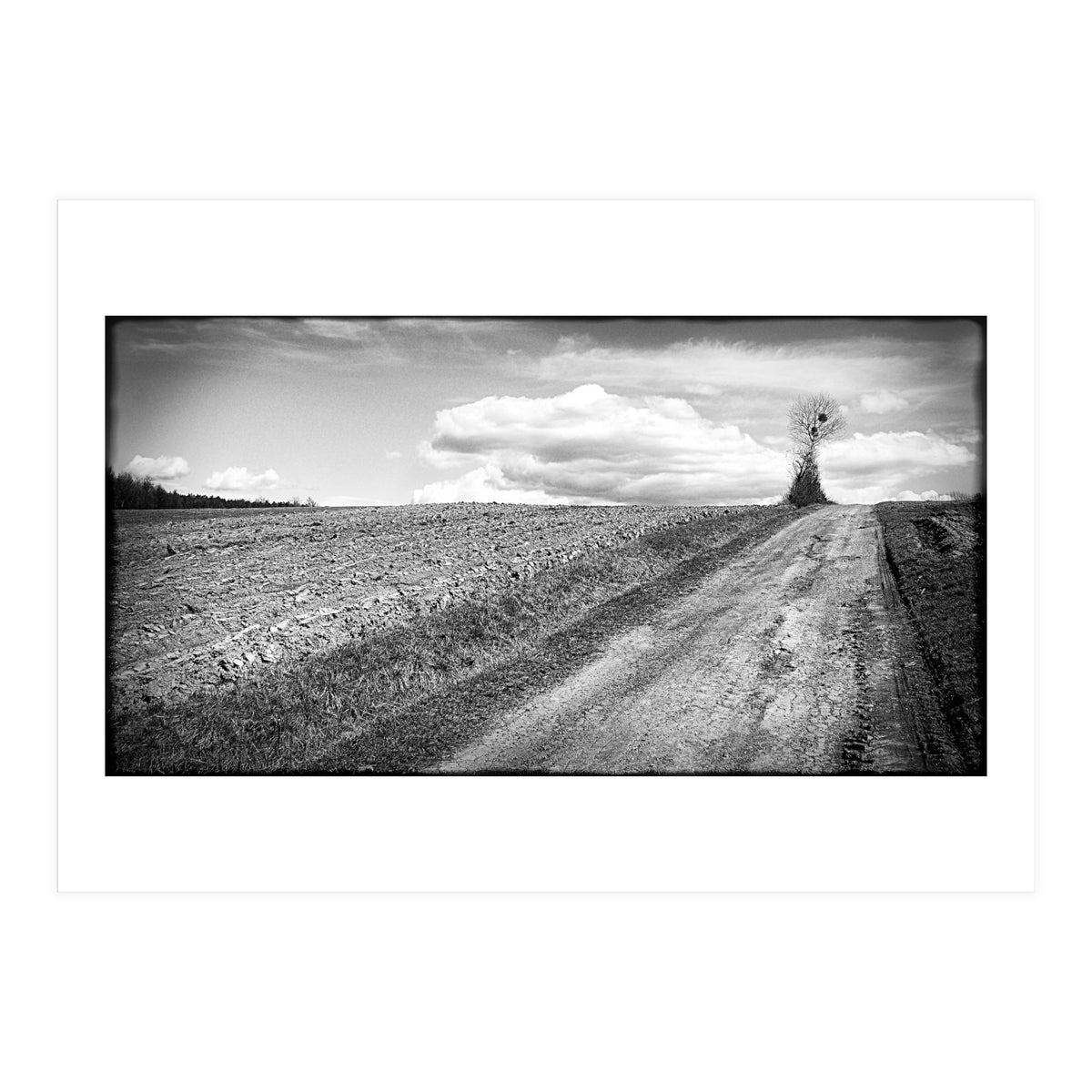 Lonely tree (Print Only)