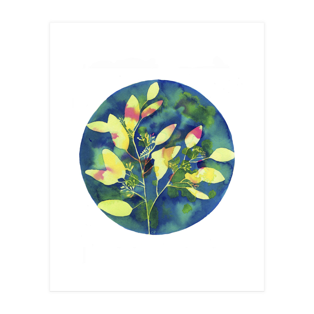 Winter Eucalyptus  (Print Only)