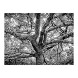 Lichens (Print Only) thumbnail