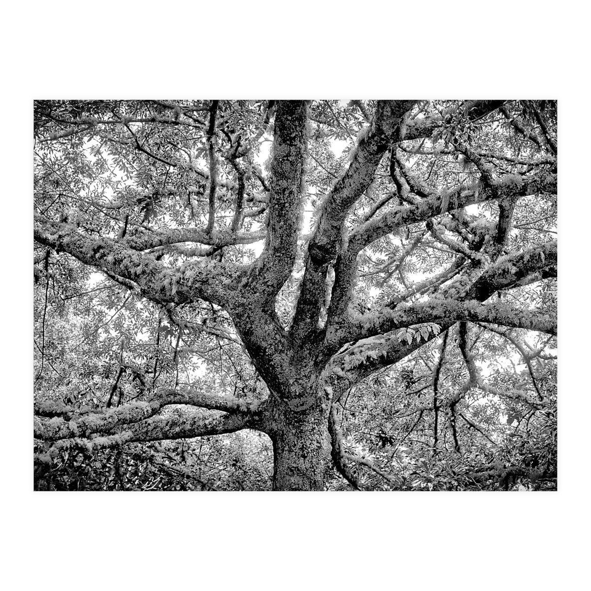 Lichens (Print Only)