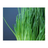 Chives (Print Only) thumbnail