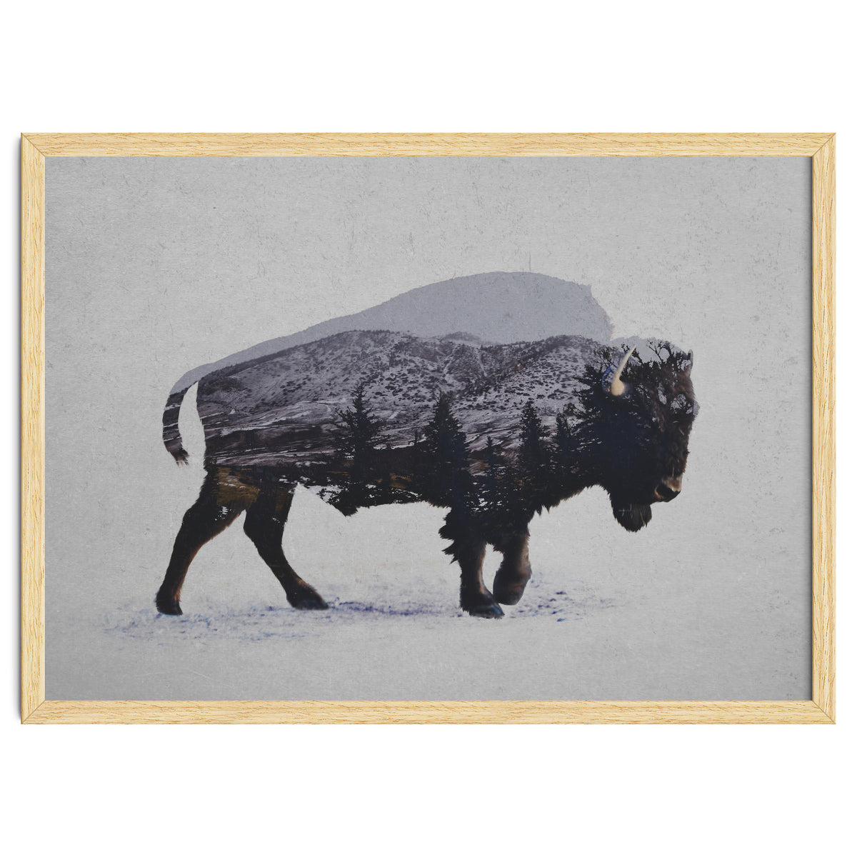 The American Bison