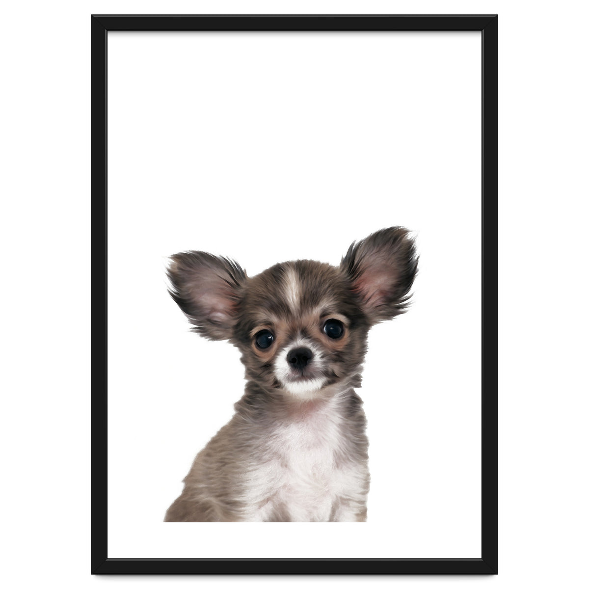 Chihuahua