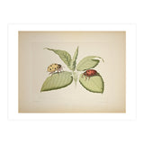 Vintage Ladybirds Illustration (Print Only) thumbnail