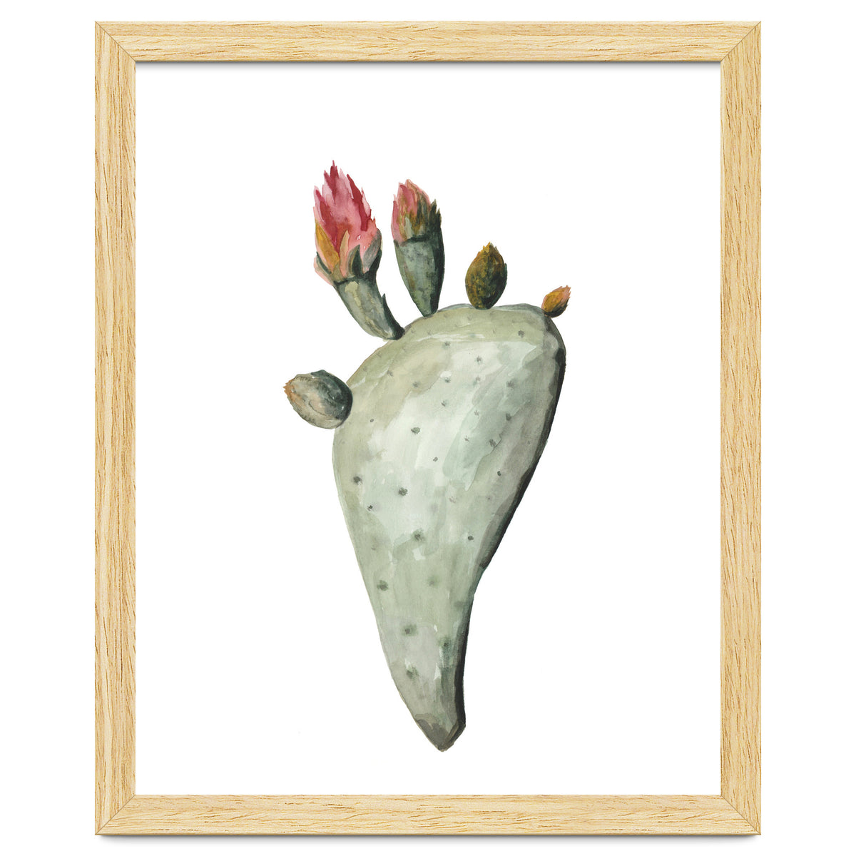 Botanical Illustration Cactus Flowers
