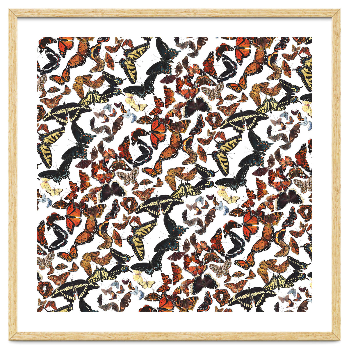 Maine Butterflies Pattern