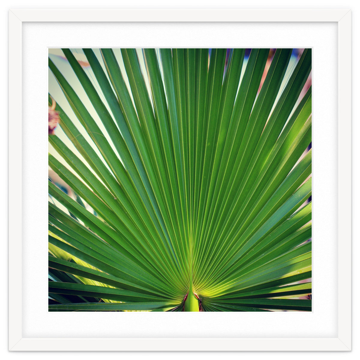palm leaf