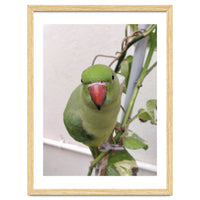 Attractive Indian Parrot