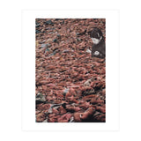 Counting Walrus (Print Only) thumbnail