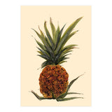 Pineapple (Print Only) thumbnail