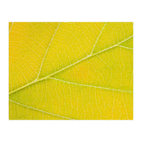 Autumn Leaf (Print Only) thumbnail