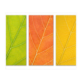 Autumn Leaves (Print Only) thumbnail