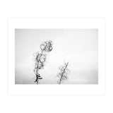 maybe (Print Only) thumbnail