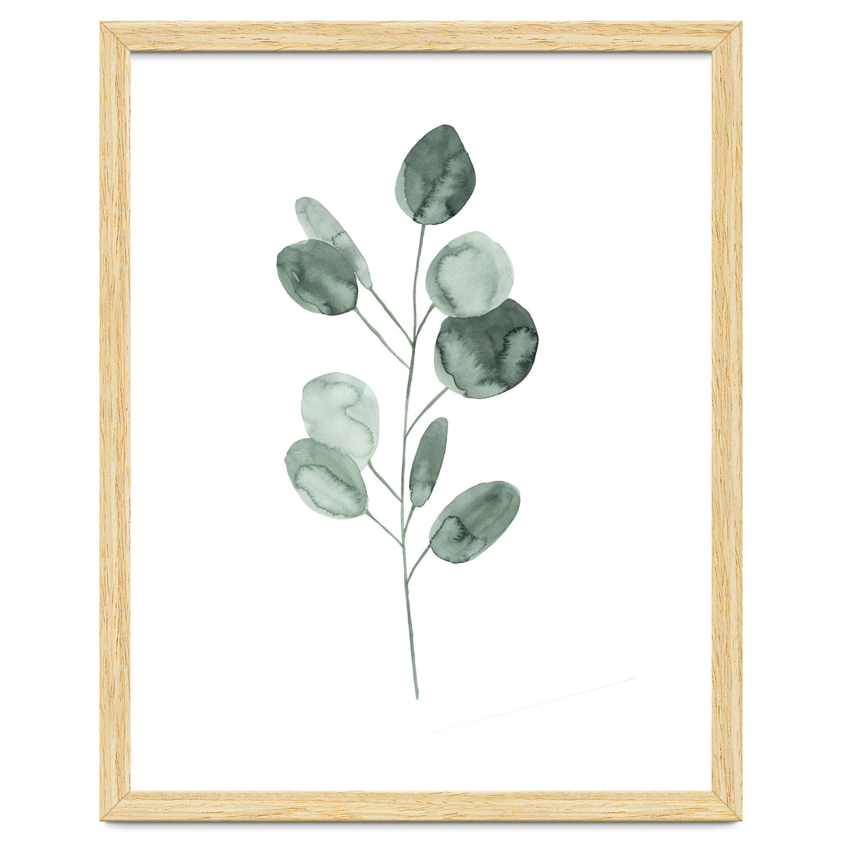 Botanical Illustration Eukalyptus2
