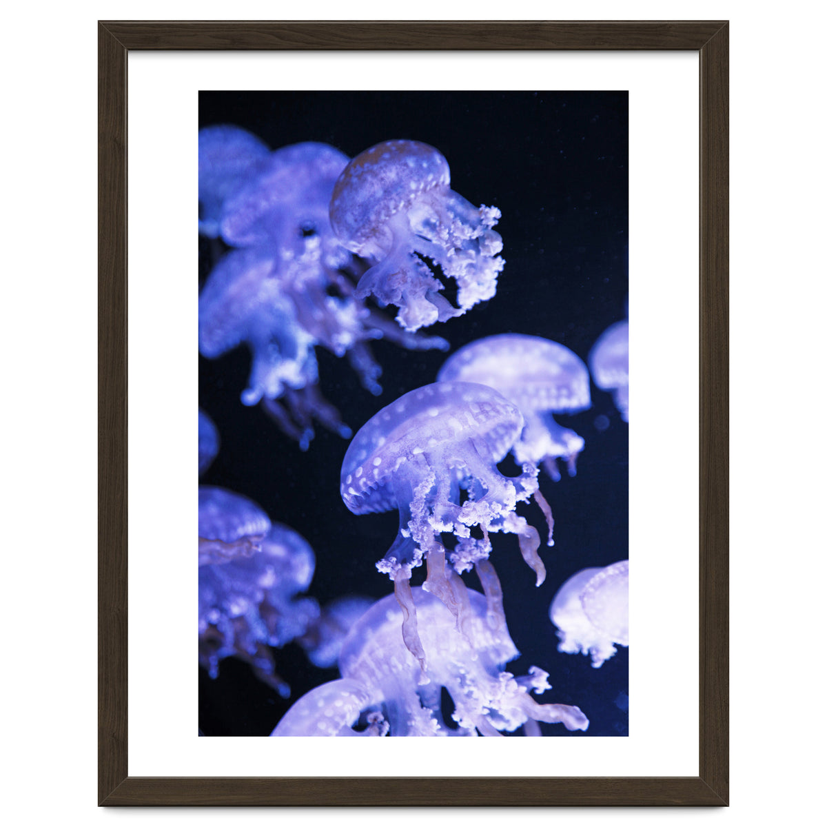 Jellyfish