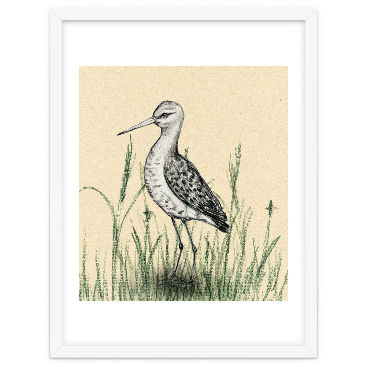 Black-tailed godwit in the grass