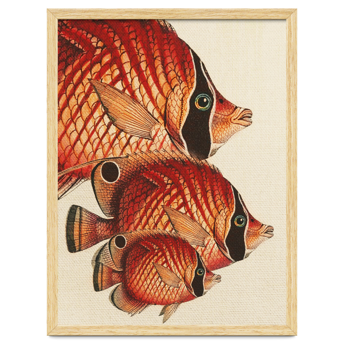 Fish Classic Designs 2