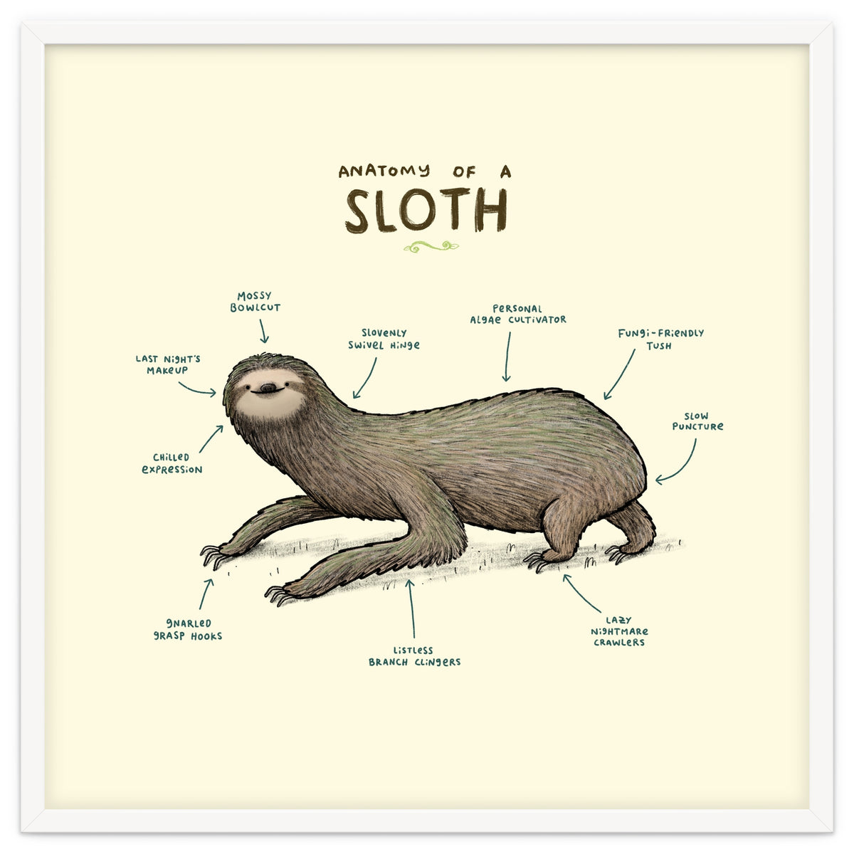 Anatomy Of A Sloth