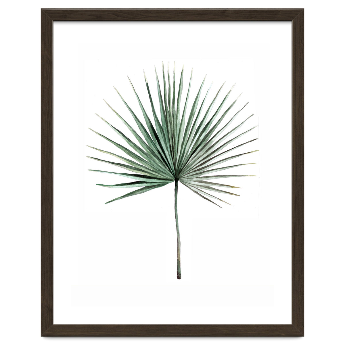 Botanical Illustration Fanpalm