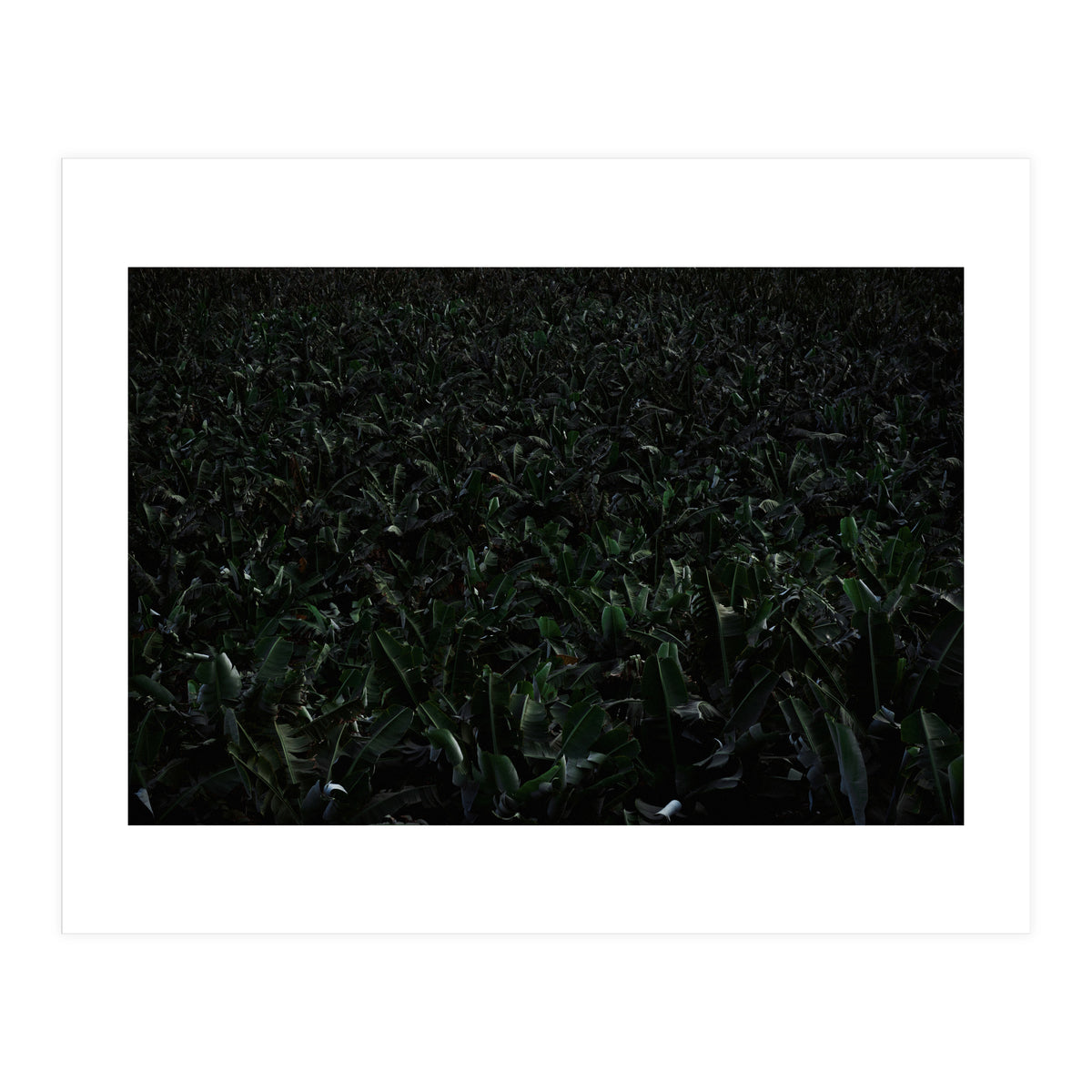 Obscurity (Print Only)