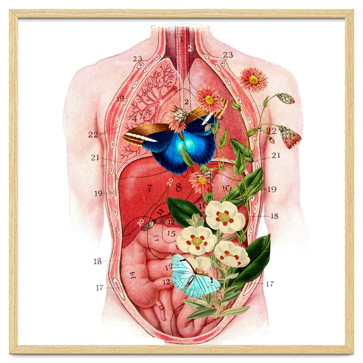 Butterflys In The Belly Makes Flower Grows