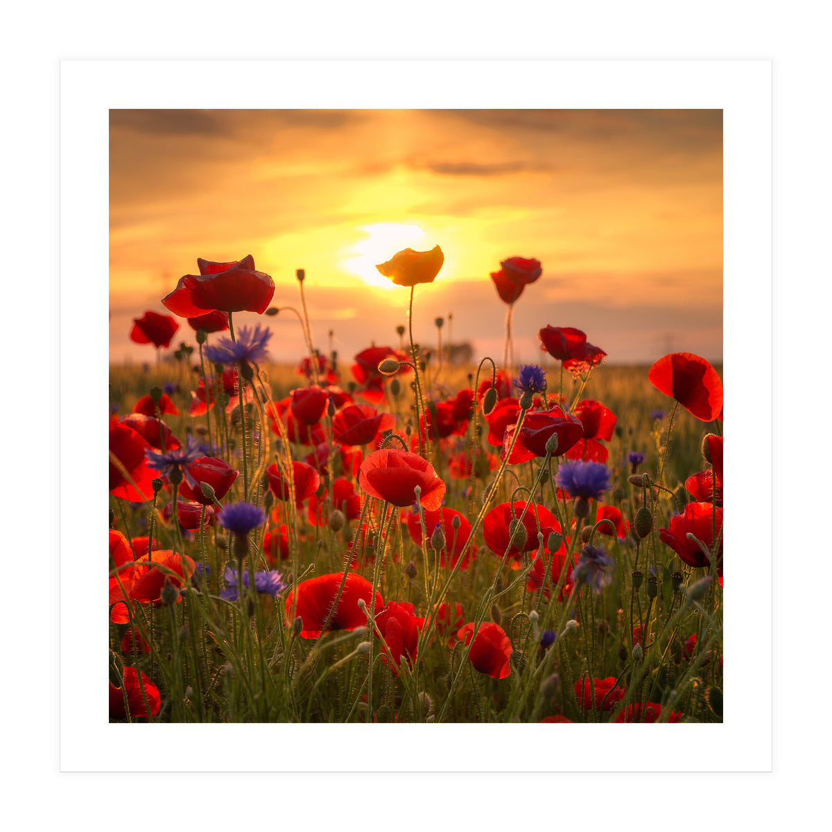 Poppies (Print Only)