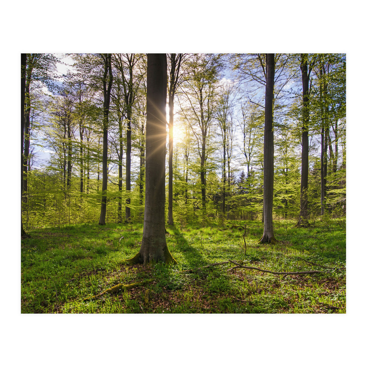 Spring Sun (Print Only)