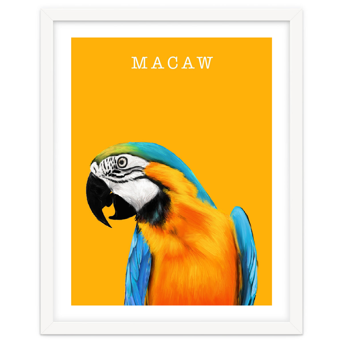Macaw
