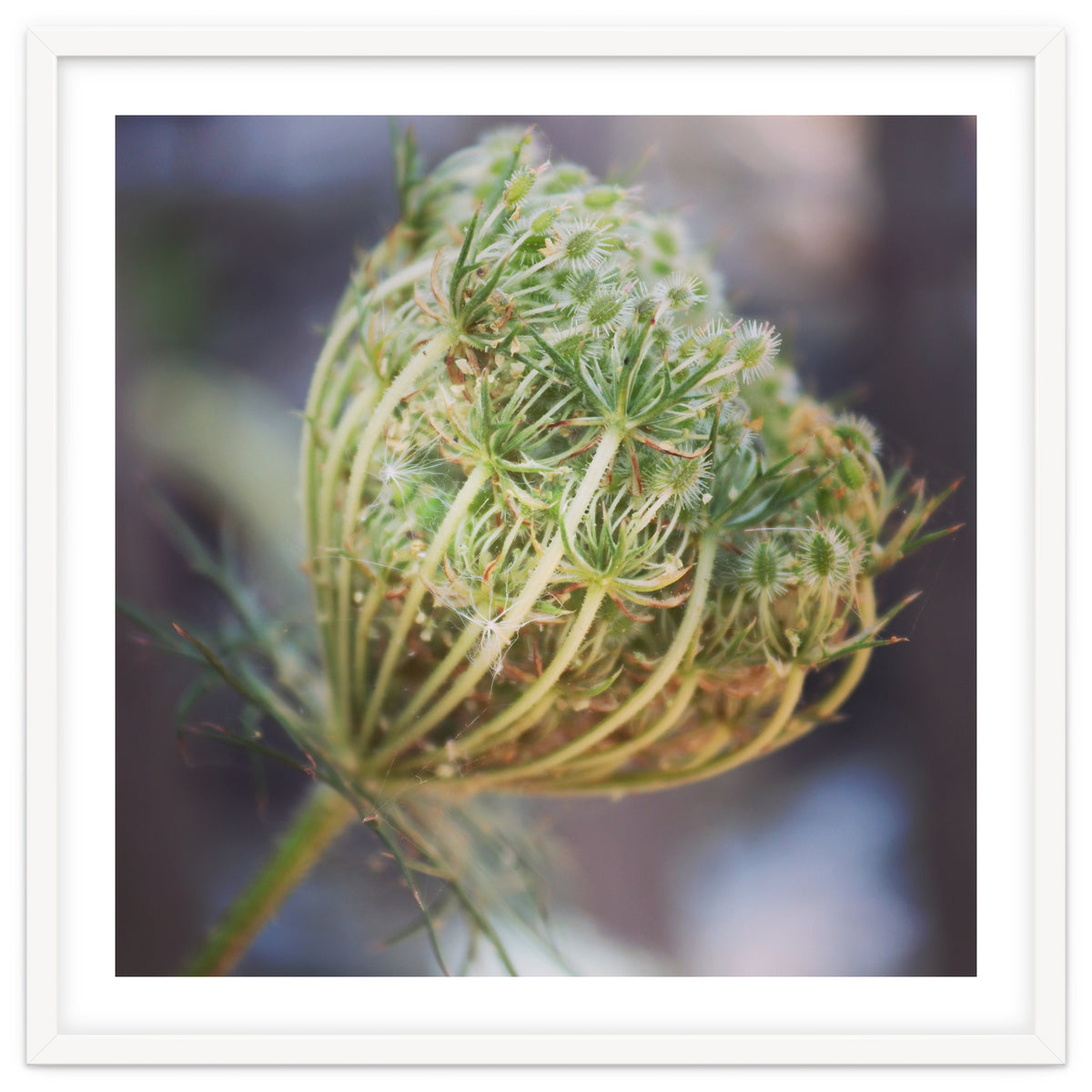 Seed head