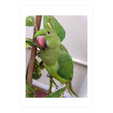 Posing Indian Parrot (Print Only) thumbnail