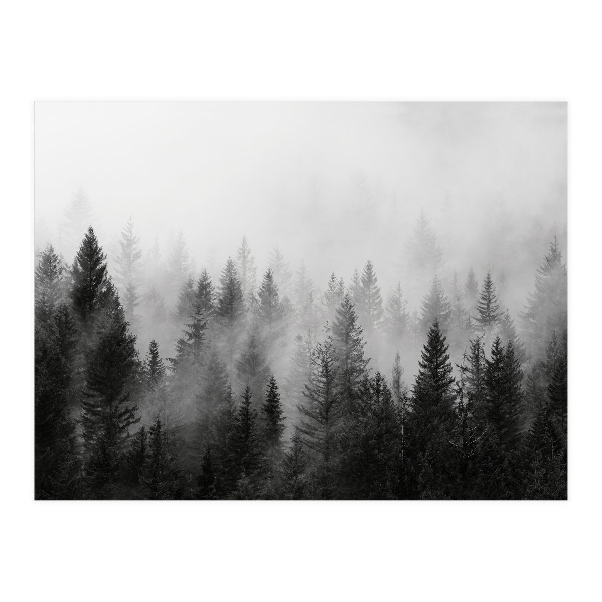 Black and White Forest (Print Only)