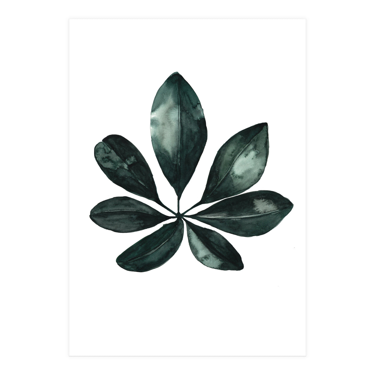 Botanical Illustration Arboricola Schefflera (Print Only)