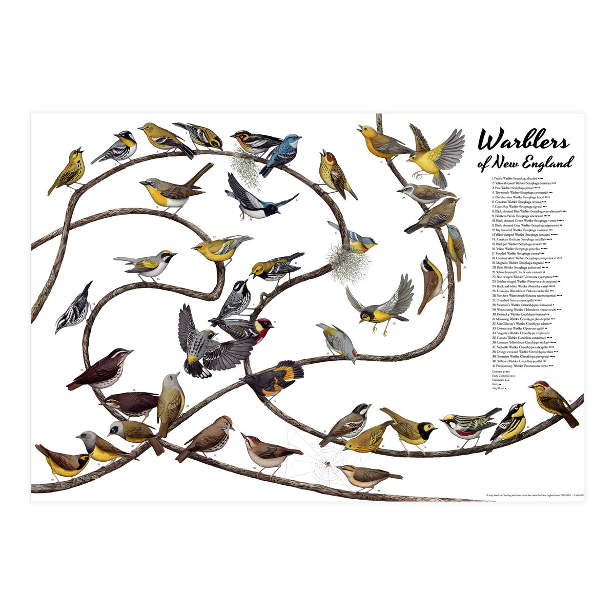 Warblers of New England (Print Only)