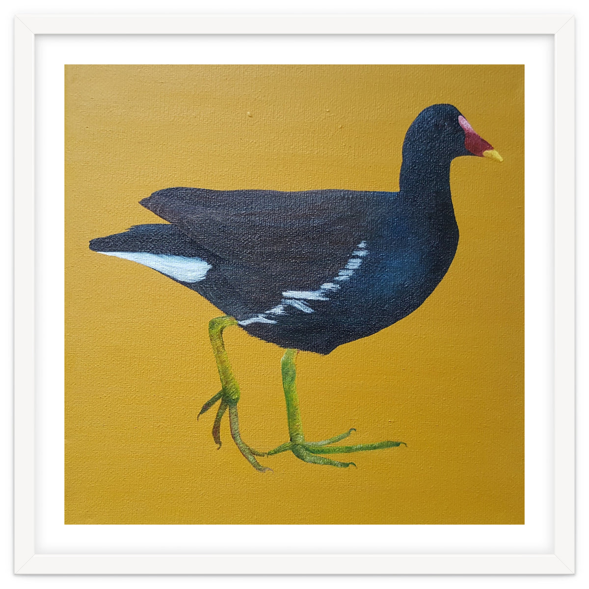 Moorhen