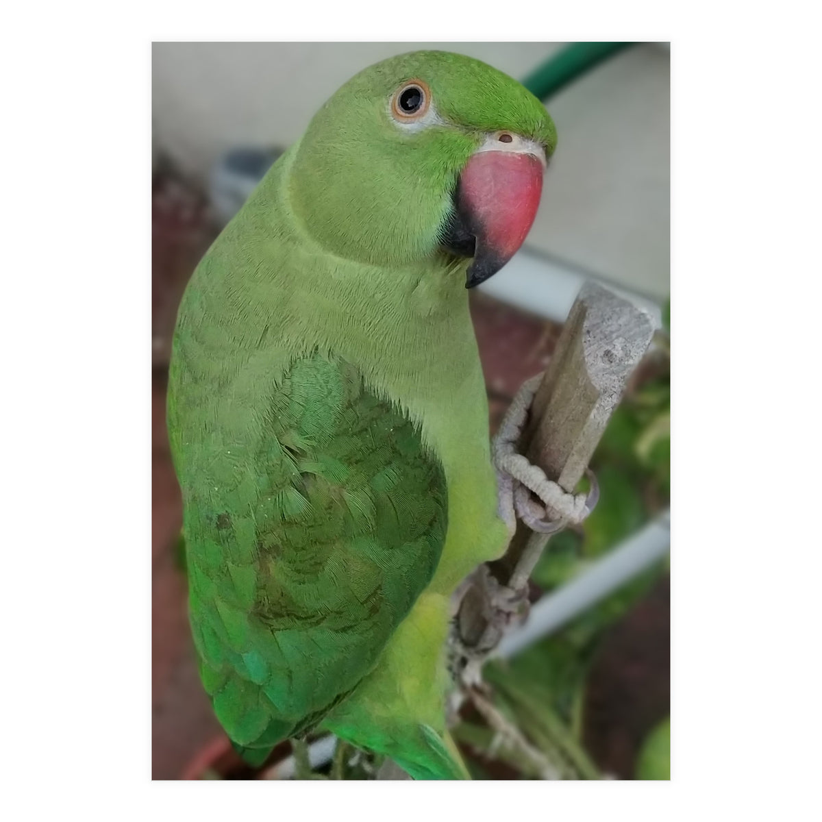 Lucky Indian Parakeet (Print Only)