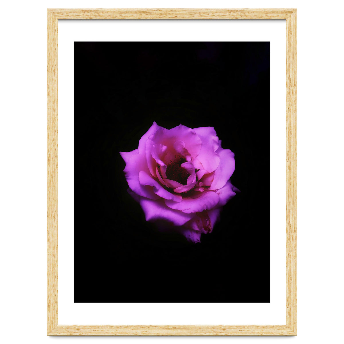 PINK ROSE IN DARK SPACE