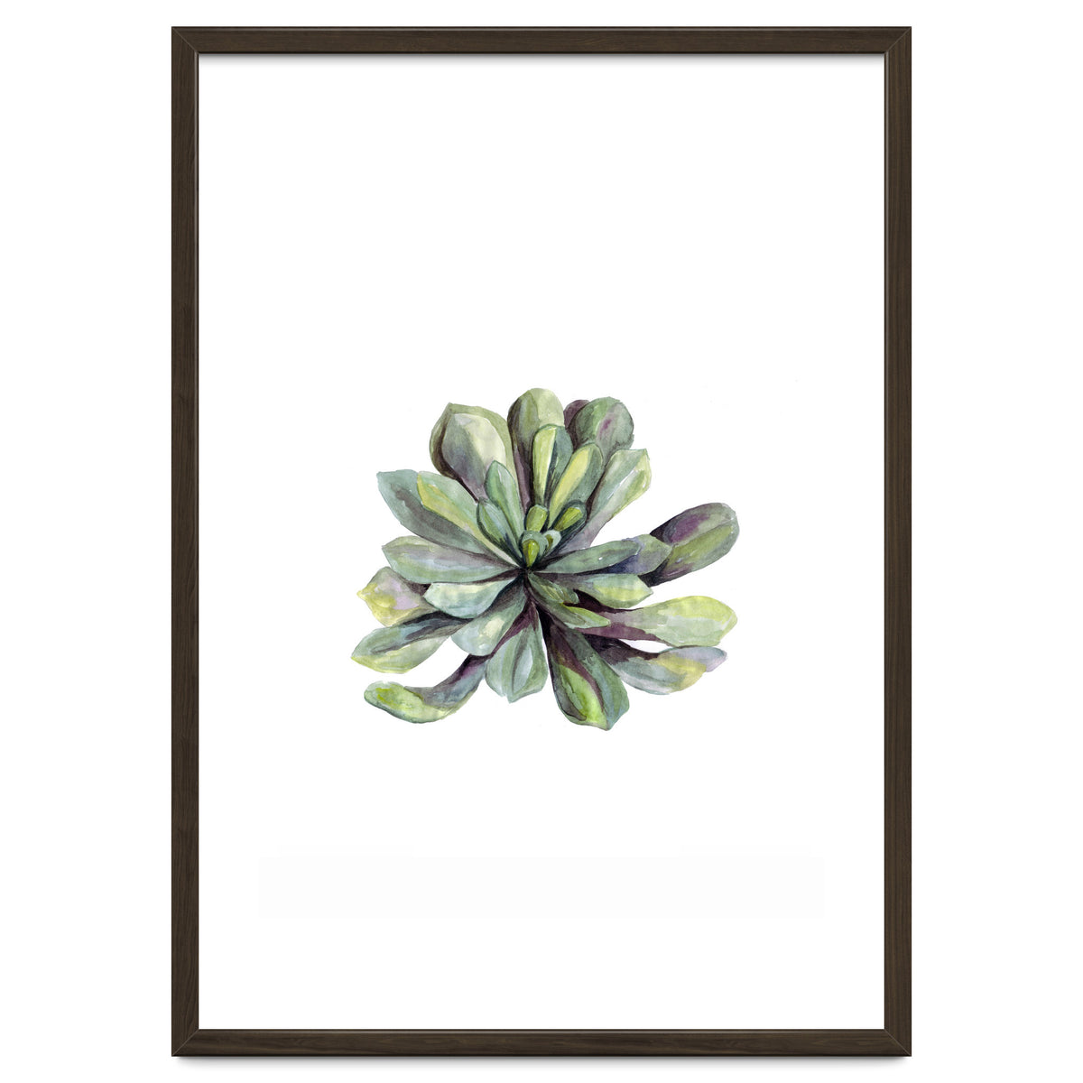 Botanical Illustration Succulent