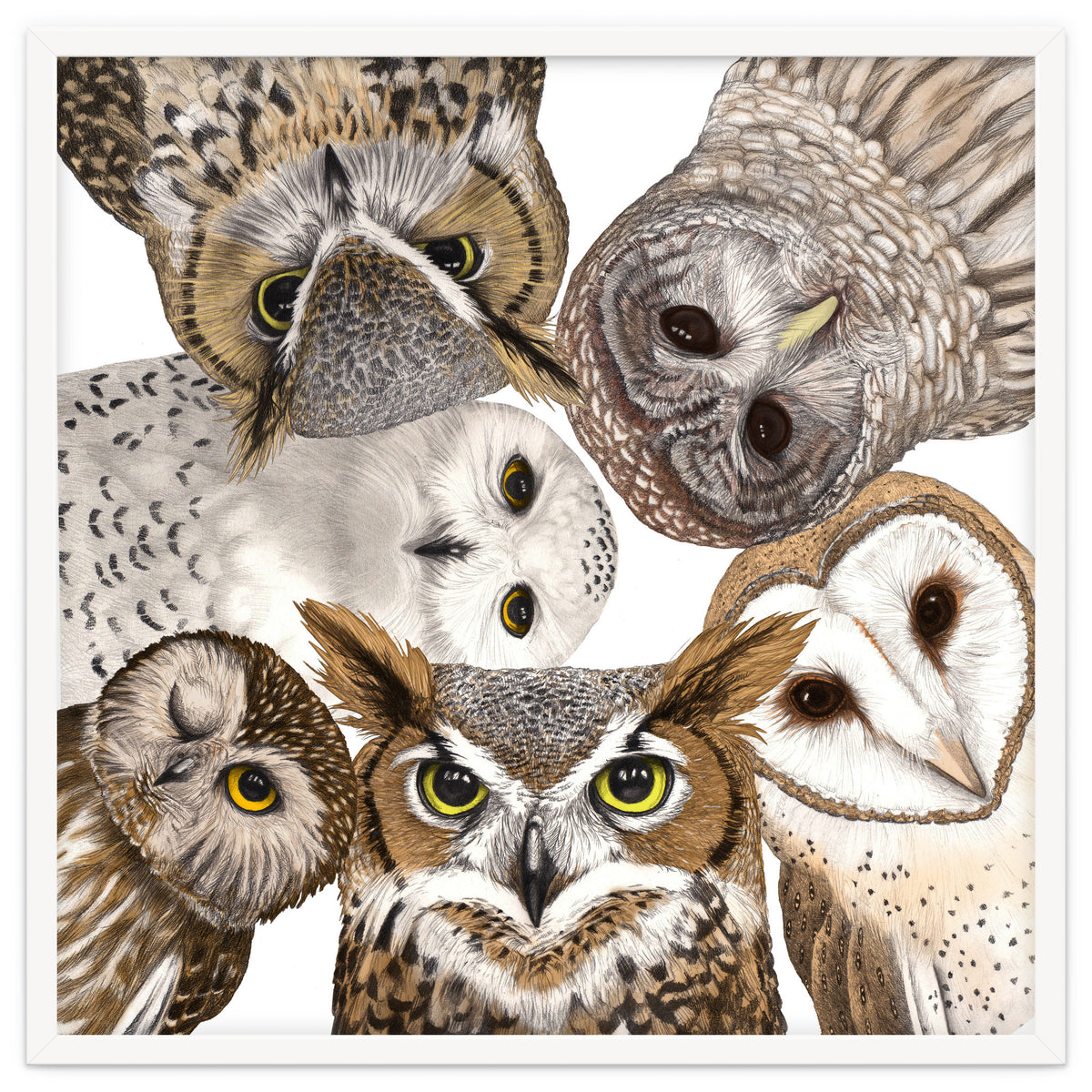 Owls
