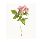 Cc Roses 04 (Print Only) thumbnail