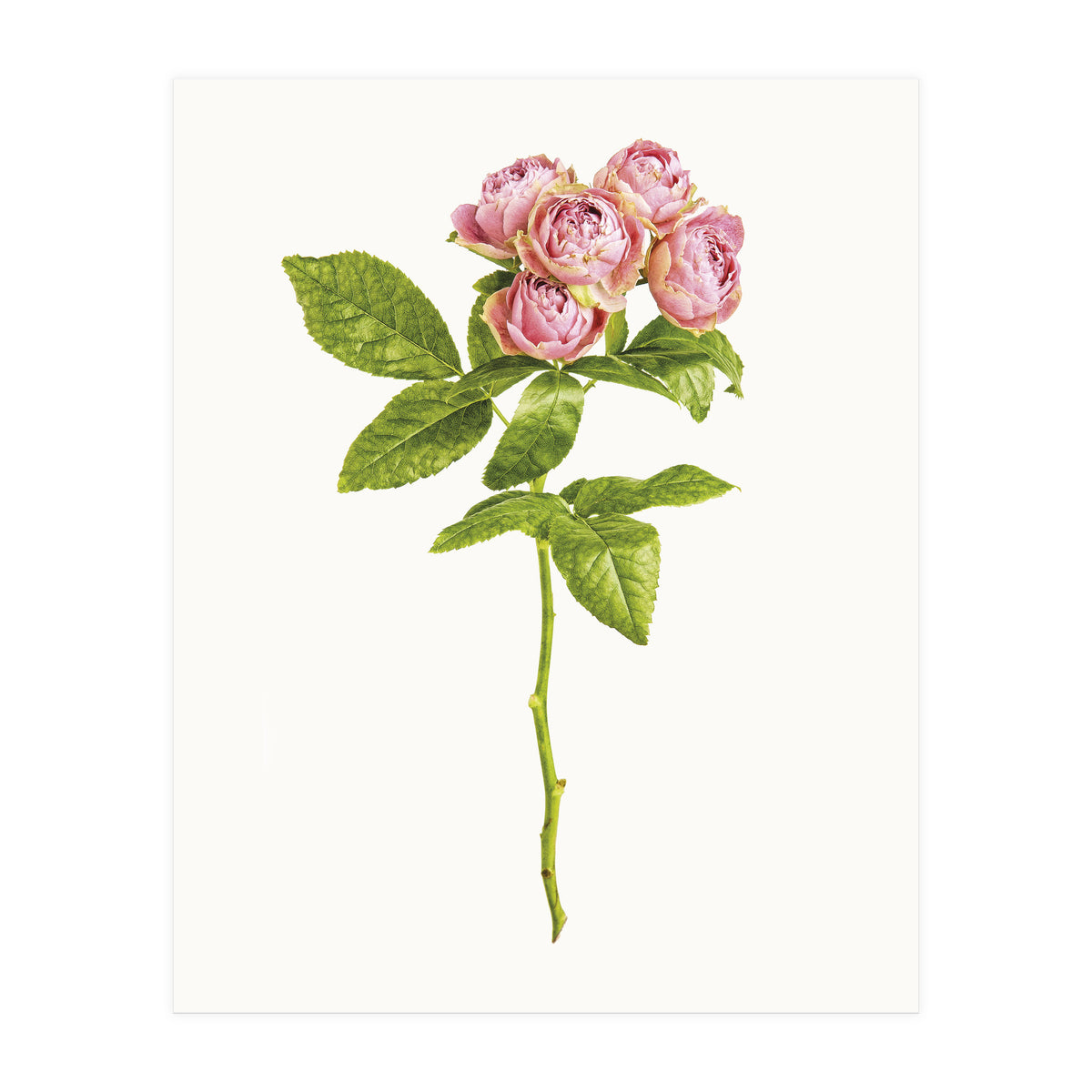 Cc Roses 04 (Print Only)