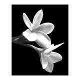 Black and White Flowers  (Print Only) thumbnail