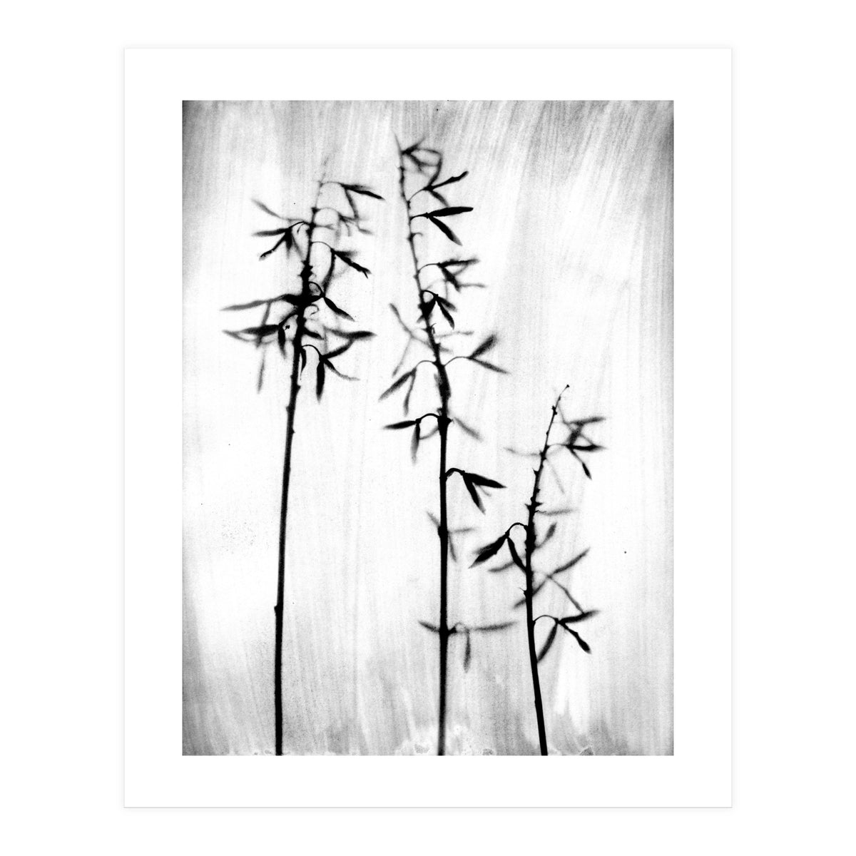Hosta 3 (Print Only)