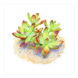 California Sunset Succulent (Print Only) thumbnail