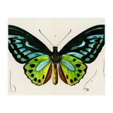 Green birdwing illustrated (Print Only) thumbnail
