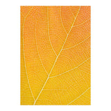Autumn Leaf (Print Only) thumbnail