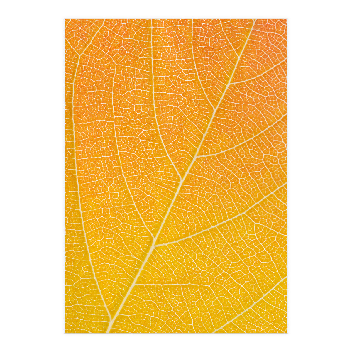 Autumn Leaf (Print Only)