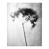 Hydrangea (Print Only) thumbnail
