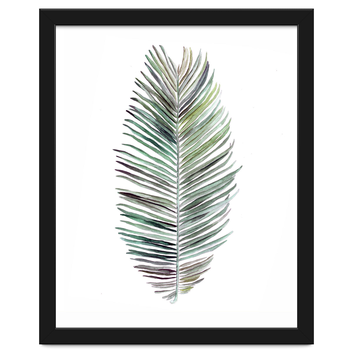 Botanical Illustration Cocos Palm