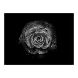 Backyard Flowers In Black And White No 64 (Print Only) thumbnail