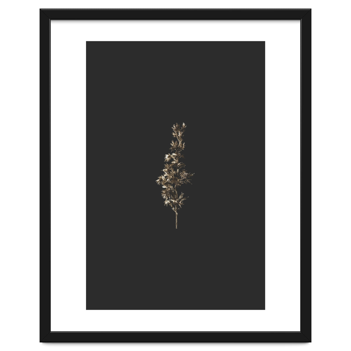 Gold Rush Botanicals